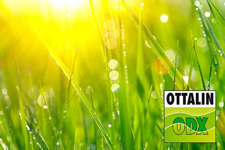 Лето - время и для ОТТАЛИН ОДХ!